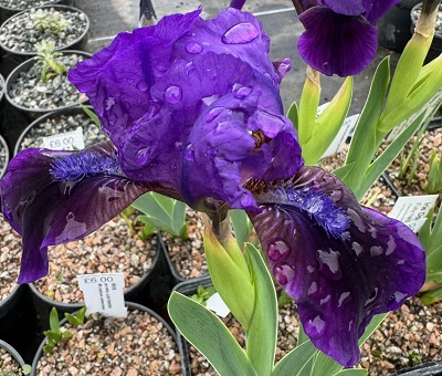 Iris 'Velvet Caper'